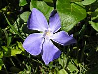 Pervenche (07) (Photo F. Mrugala)